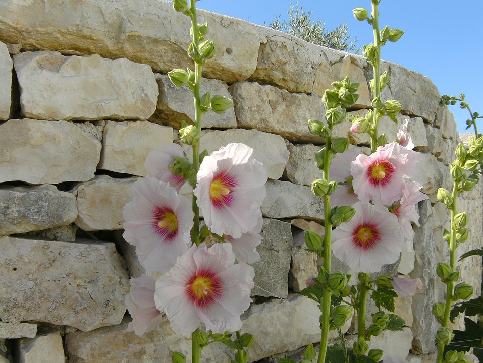 Visites de l'île de Ré 