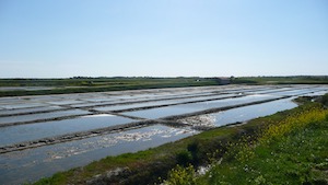 Marais salants de l'île de Ré